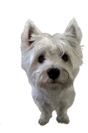 Nadruk Westie West Highland White Terrier Na Wprost - Przód